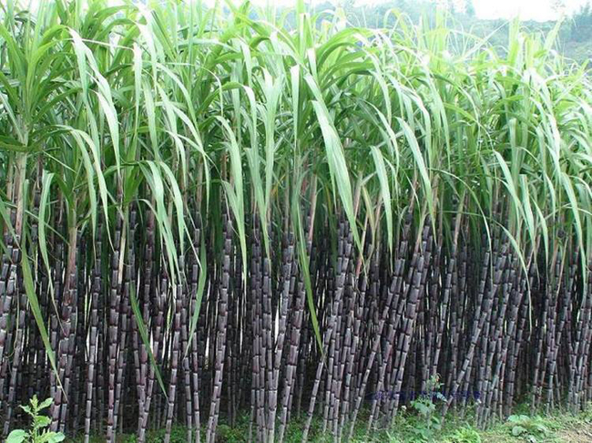 甘蔗种植示范区