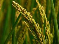 水稻“僵苗”要对症施肥